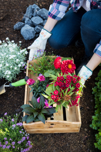 不认识的女园丁抱着装满美丽的花的板条箱准备种植。园艺的概念。园林绿化小生意开始。图片下载