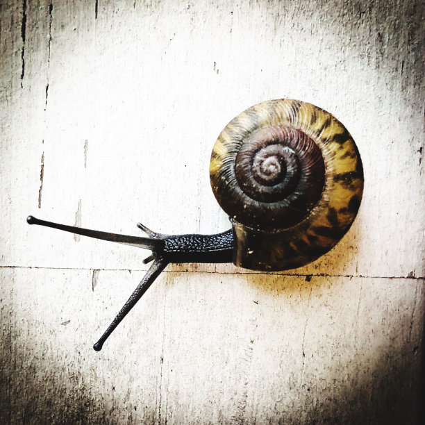 蜗牛螺旋图片下载