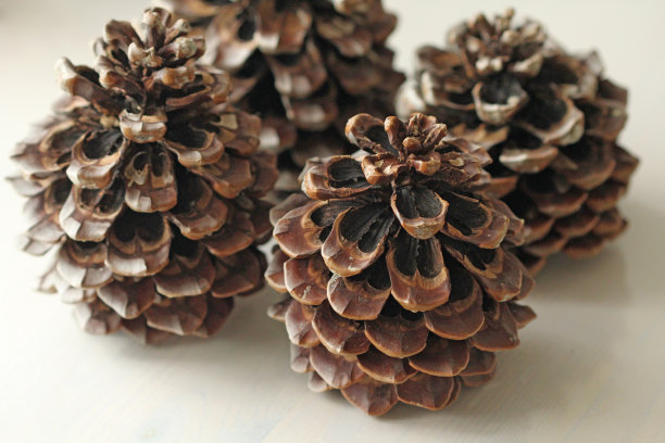 雪松锥。大计划雪松锥。图片下载