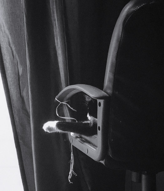 猫的想法。图片下载