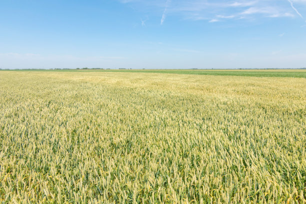 阳光明媚的日子里，绿油油的麦田。图片下载