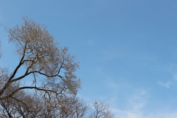 树和天空图片下载