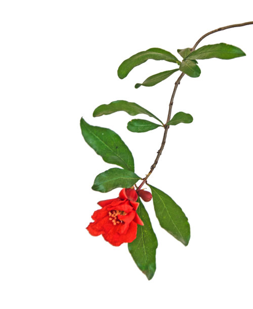 石榴枝，花图片下载