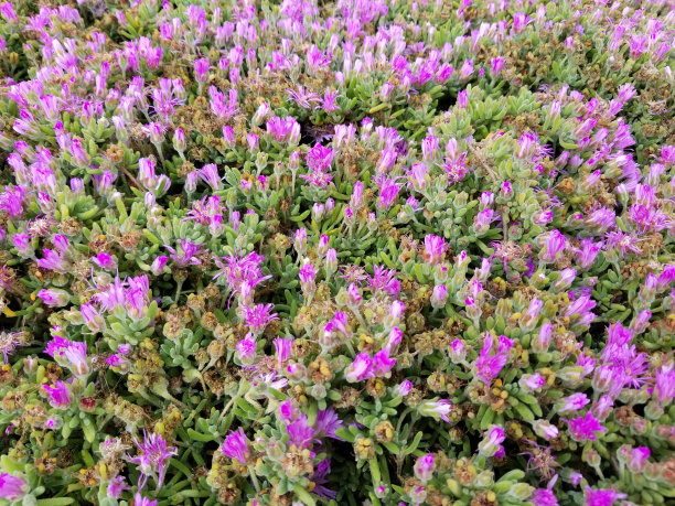 DELOSPERMA合作图片下载