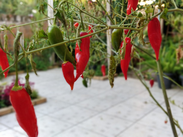 花园里的胡椒图片下载