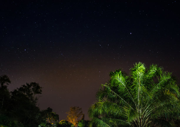 巴西的夜空:椰子树和大西洋森林图片下载