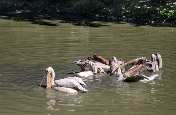 鹈鹕的白色漂浮在池塘里图片下载