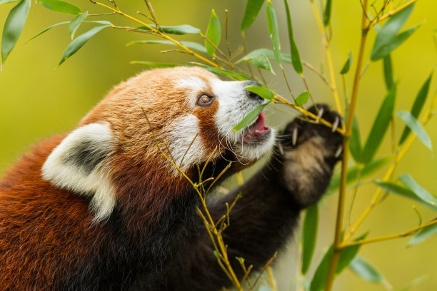 熊猫粉糊-红熊猫图片下载