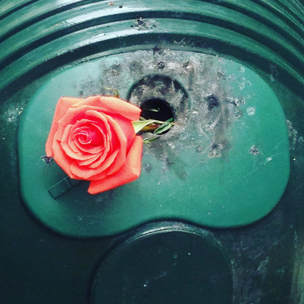 垃圾里的一朵红玫瑰图片下载