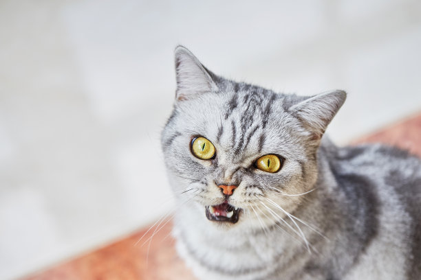 英国短毛猫张着嘴坐在地板上看着镜头。拷贝空间，俯视图图片下载