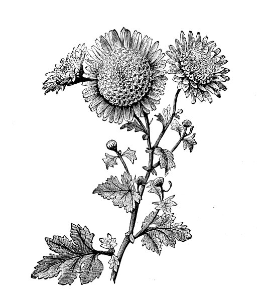 植物学植物仿古雕刻插图:银莲花、毛茛、菊花图片下载