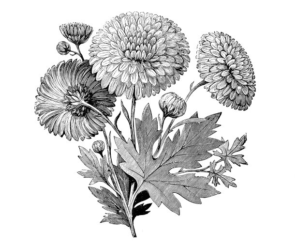 植物学植物古版画插图:早花菊图片下载