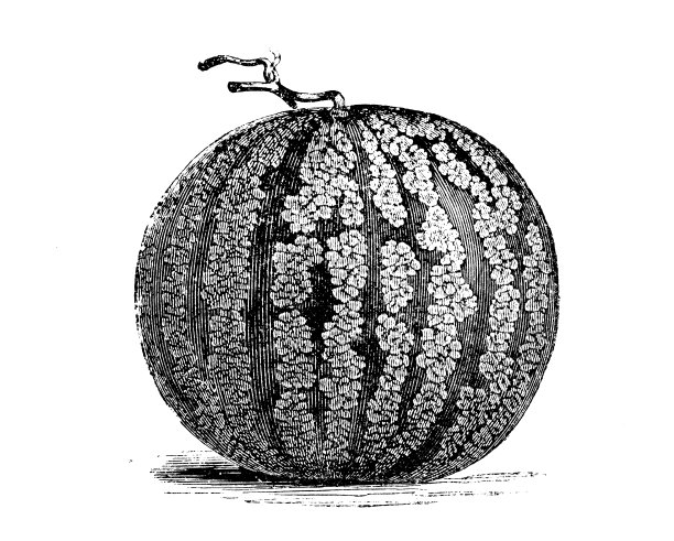 植物学植物仿古雕刻插图:西瓜、西瓜图片下载