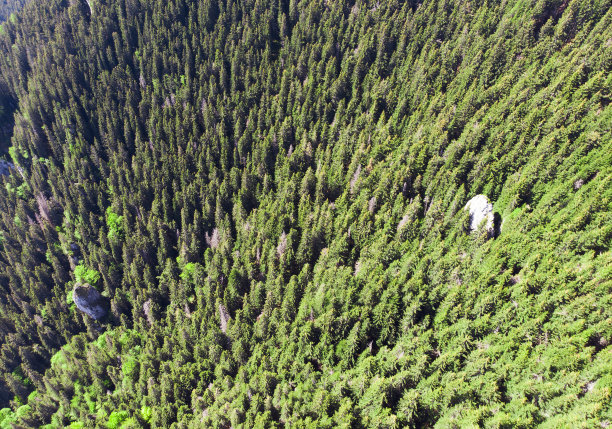 森林鸟瞰图图片下载