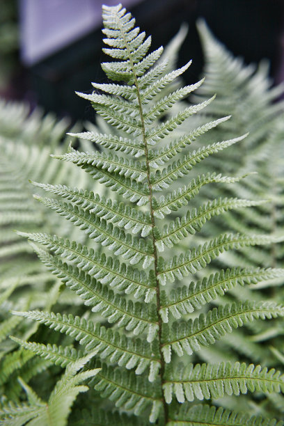 蕨叶绿色图片下载