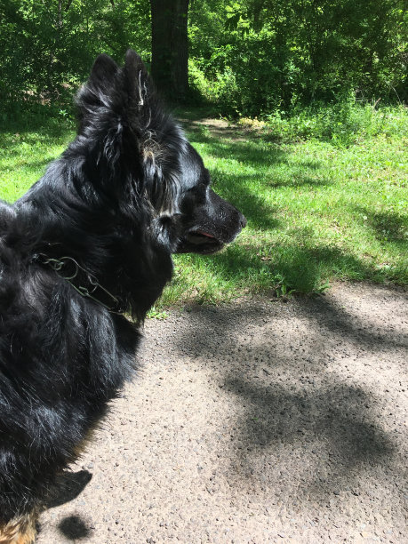一只德国牧羊犬站在小路上，向外张望图片下载