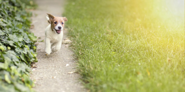 快乐的小狗狗在奔跑图片下载
