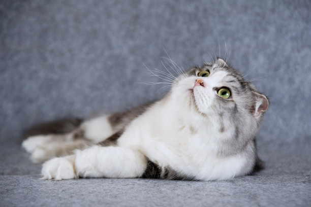 苏格兰折耳猫图片下载