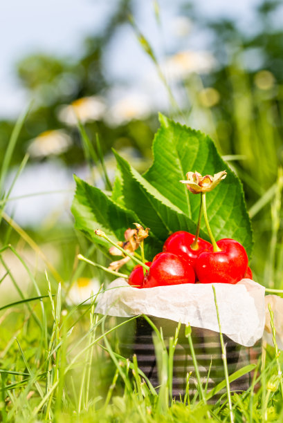 垂直的照片与装满鲜红樱桃的旧罐子。罐子被放置在更高的绿色草地上，背景中很少有白色雏菊。水果装在罐头里，樱桃树上只有几片叶子。图片下载