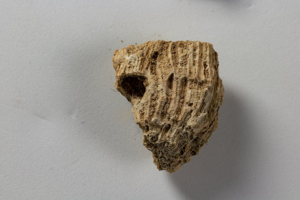 珊瑚化石块图片下载