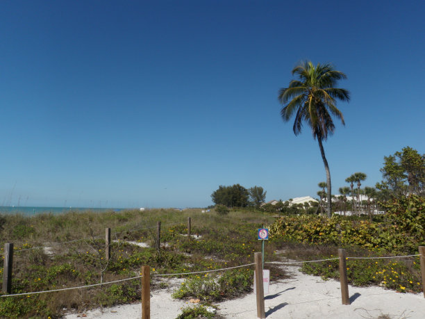 海滩上的棕榈树图片下载