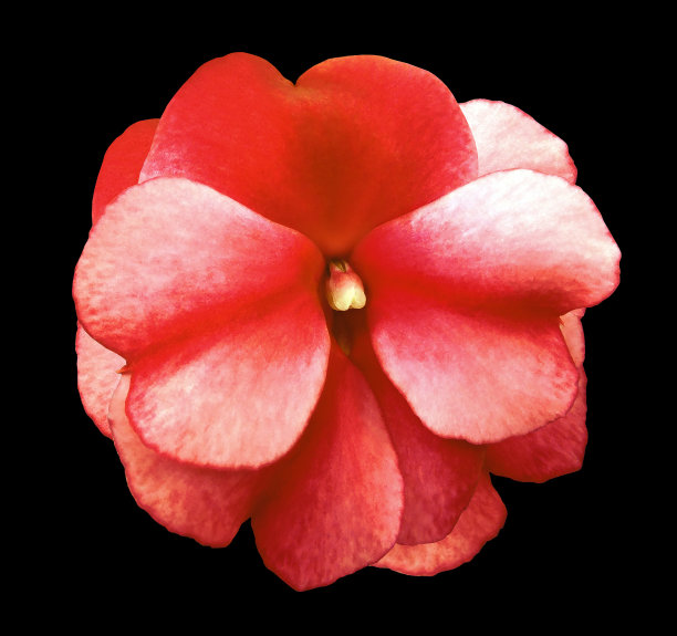 天然花的红色紫罗兰在黑色孤立的背景与剪切路径没有阴影。设计的特写镜头。大自然。图片下载