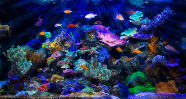 海洋中珊瑚的特写镜头图片下载