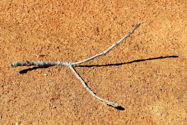 死去的分支图片下载