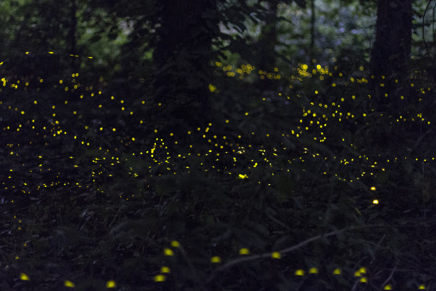 萤火虫在树林里图片下载