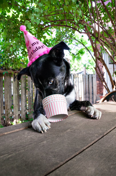 戴粉色生日帽的黑狗从粉色碗里吃冰淇淋图片下载