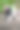 戴粉色生日帽的黑狗从粉色碗里吃冰淇淋图片下载