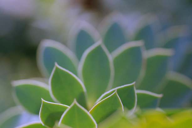 几何形状，分形大戟科叶子的微距照片。拍摄电影图片下载