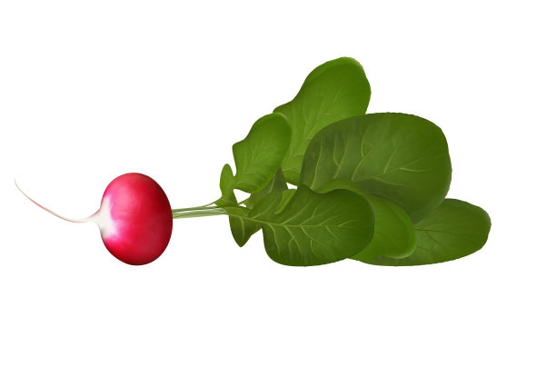 照片现实的美丽成熟的红萝卜和绿色的叶子在透明的背景。矢量插图,3 d图片下载