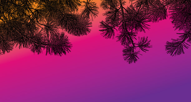 黄松枝背景图片下载