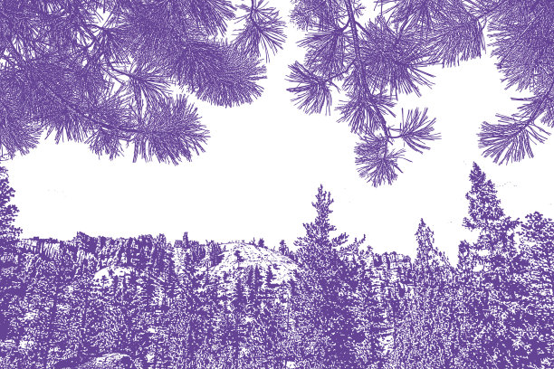 布莱斯峡谷国家公园和黄松针的背景图片下载