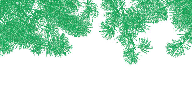 黄松枝背景图片下载