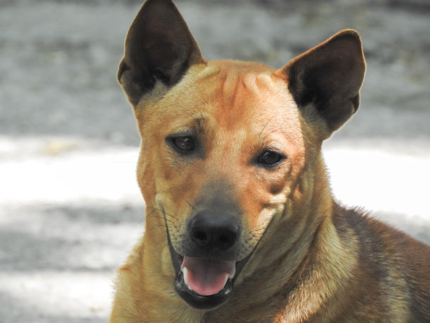 快乐的泰国棕色狗在微笑图片下载