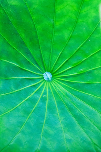 睡莲的微距摄影。径向射线图片下载
