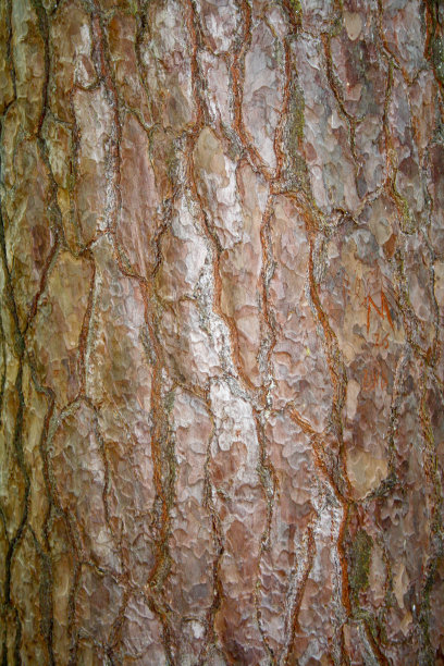 树皮、爱尔兰图片下载