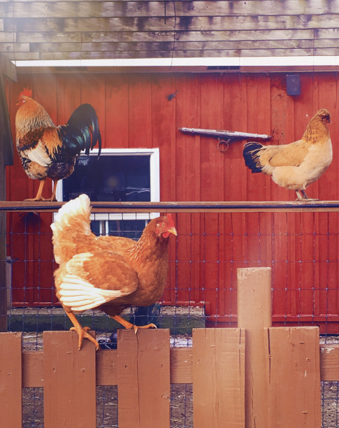 农场里的鸡沿着篱笆走图片下载