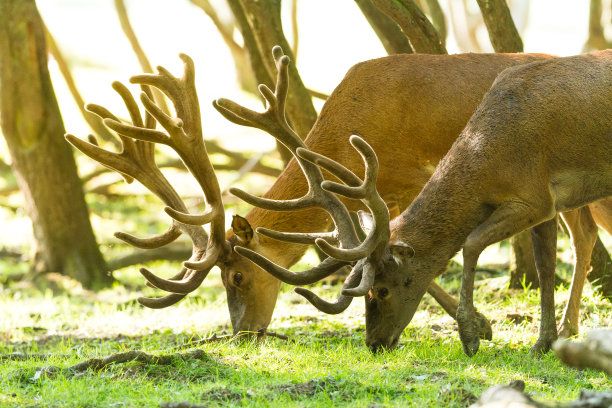 瑟夫 - 鹿图片下载