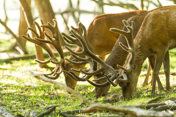 瑟夫 - 鹿图片下载