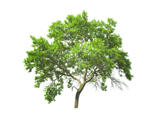 新鲜的绿树孤立在白色图片下载