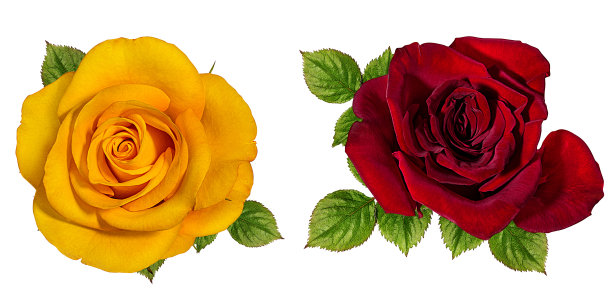 玫瑰孤立在白色上图片下载