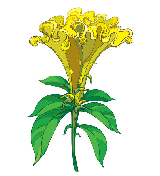 矢量轮廓黄色鸡冠花或鸡冠花和华丽的绿叶孤立在白色的背景。图片下载