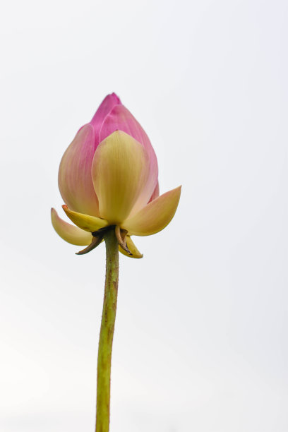 粉红色的荷花，花很漂亮。图片下载