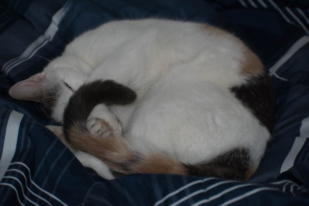 睡觉的猫米拉图片下载