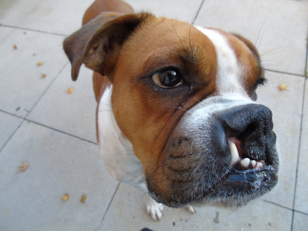 拳师犬小狗肖像图片下载