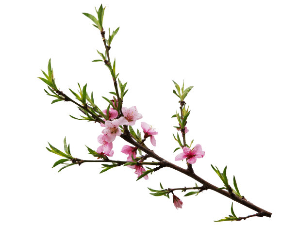 桃花儿图片下载