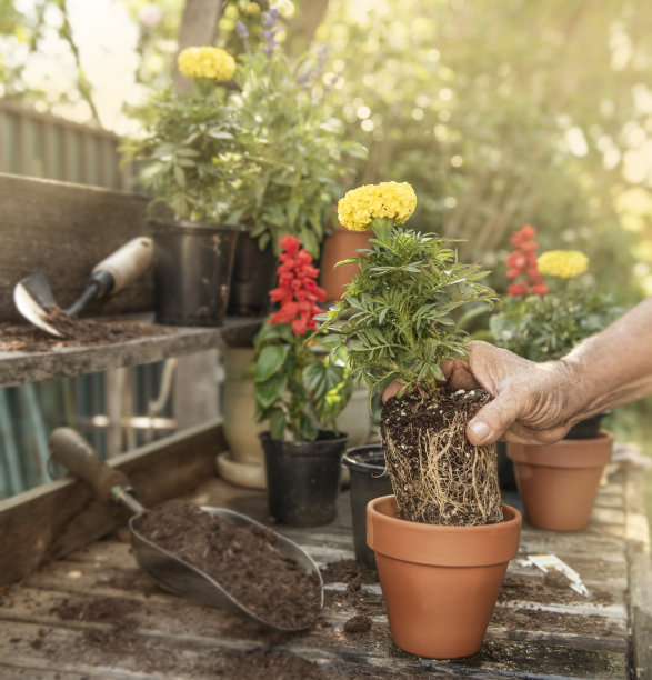 移花盆种植植物图片下载